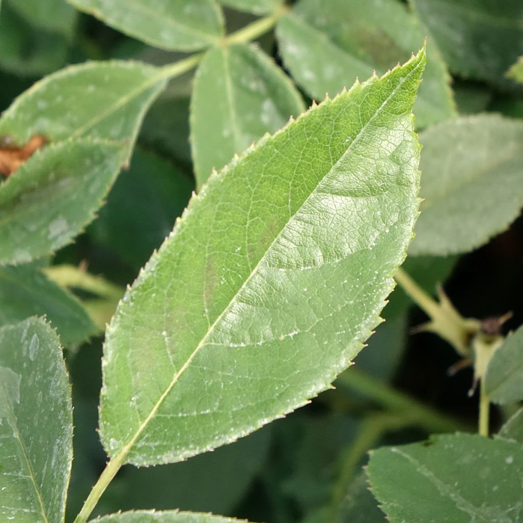 Rosa Orange Sensation - Trosroos