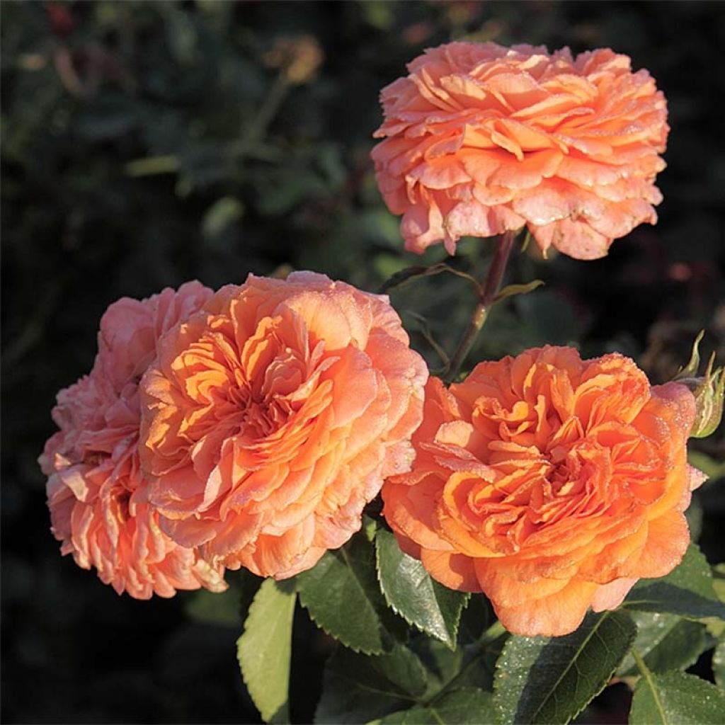 Rosa Orangerie - Trosroos