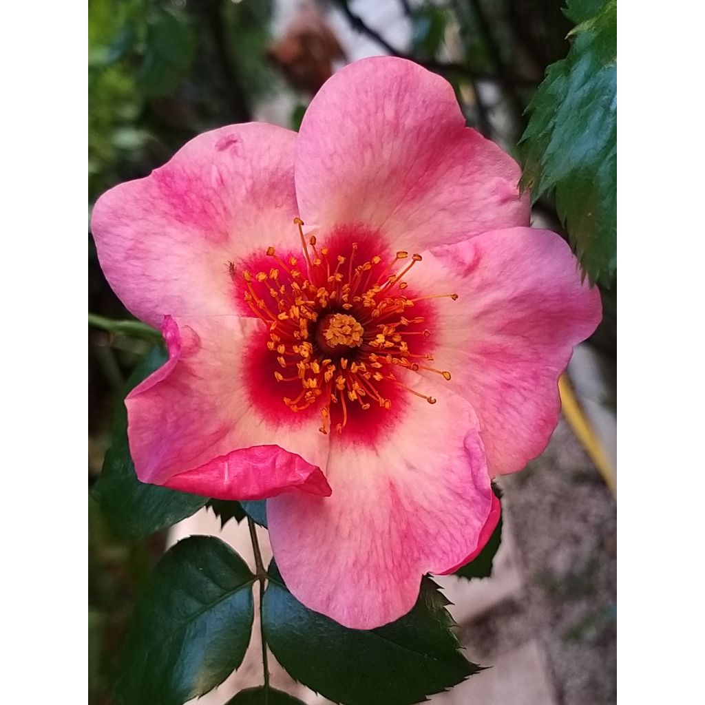 Rosa Eyes on Me - Struikroos