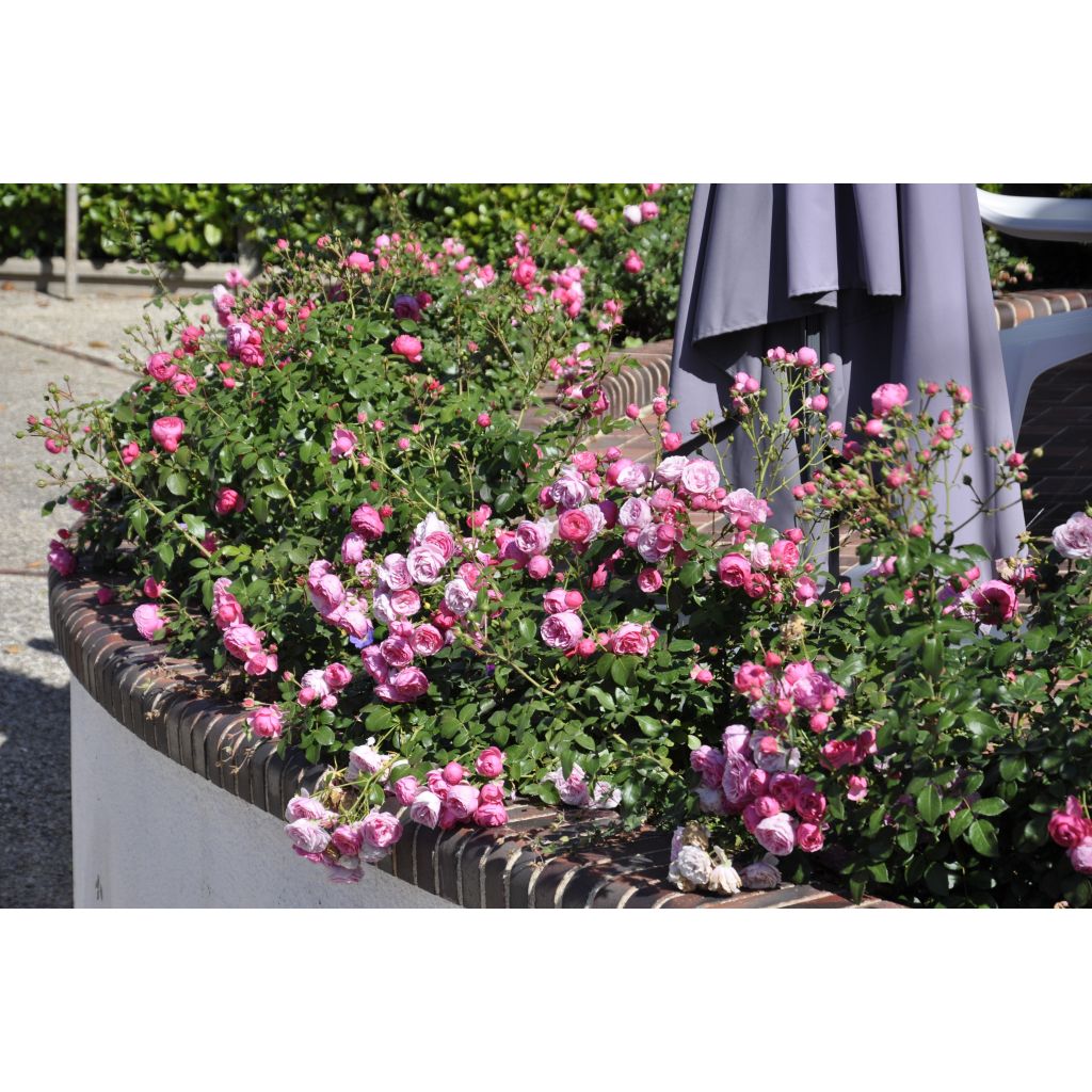 Rosa Pomponella - Trosroos