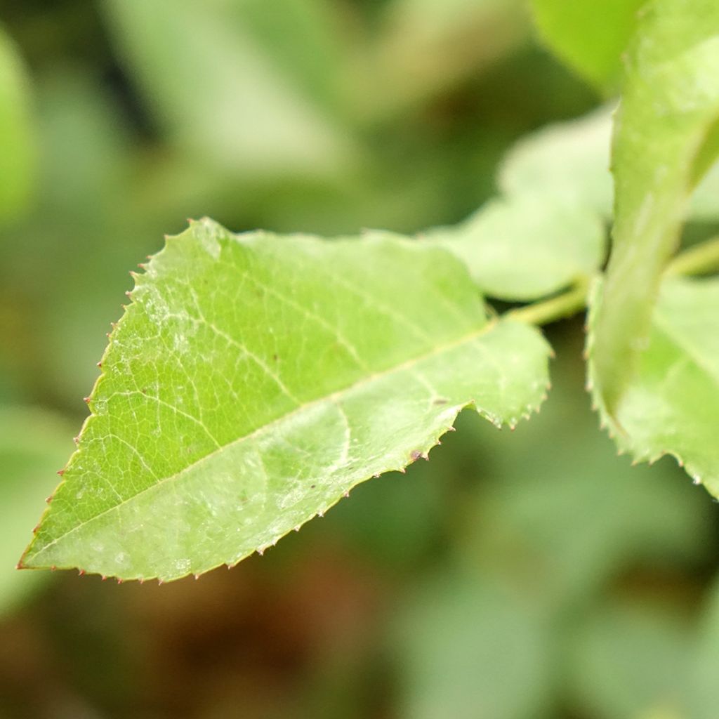 Rosa Rose de la Petite Chabotte - Trosroos