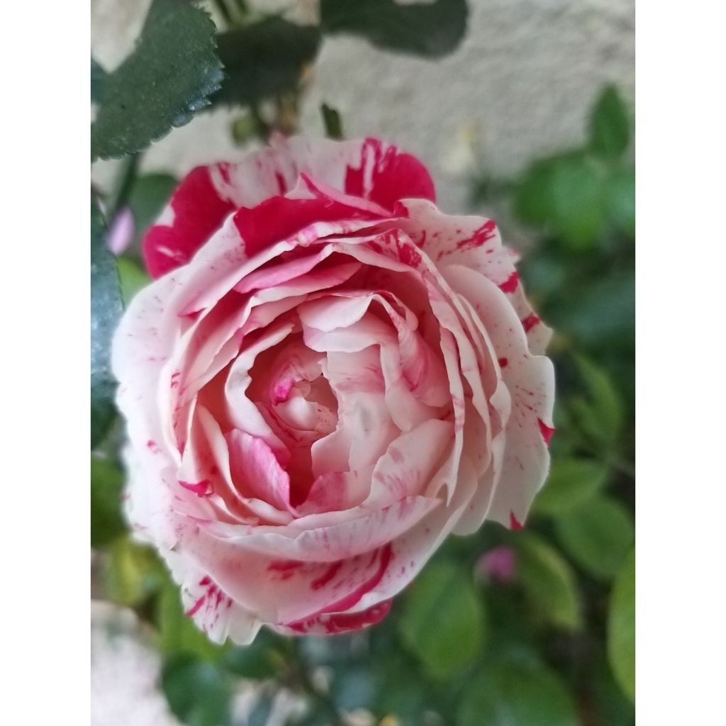 Rosa Scentimental - Trosroos