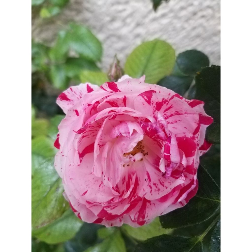 Rosa Scentimental - Trosroos