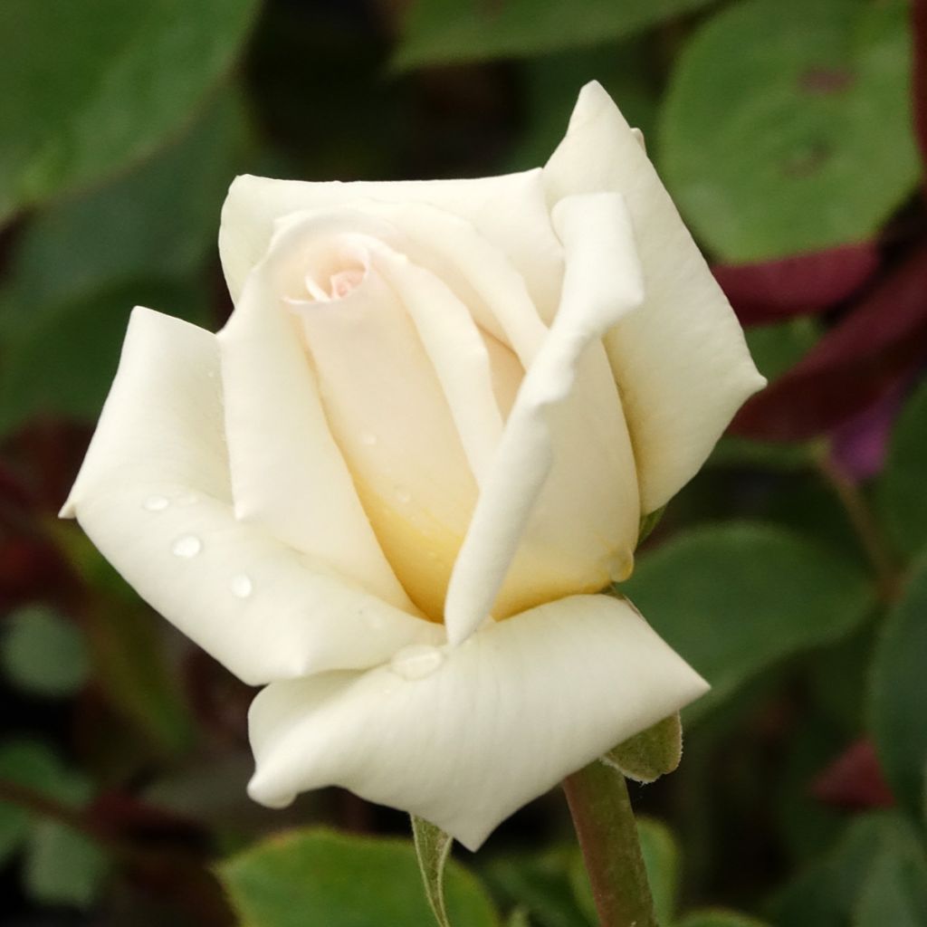 Rosa Anggun - Grootbloemige roos