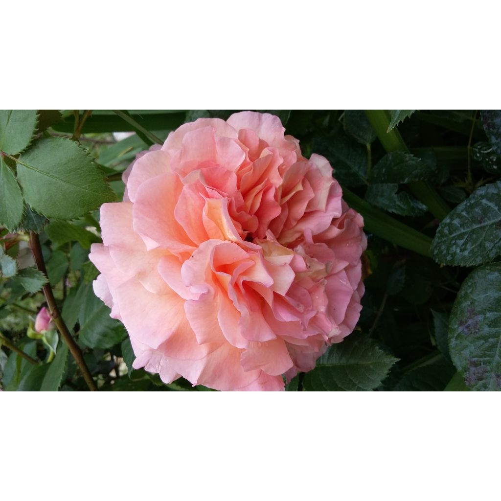 Rosa Augusta Luise - Grootbloemige roos