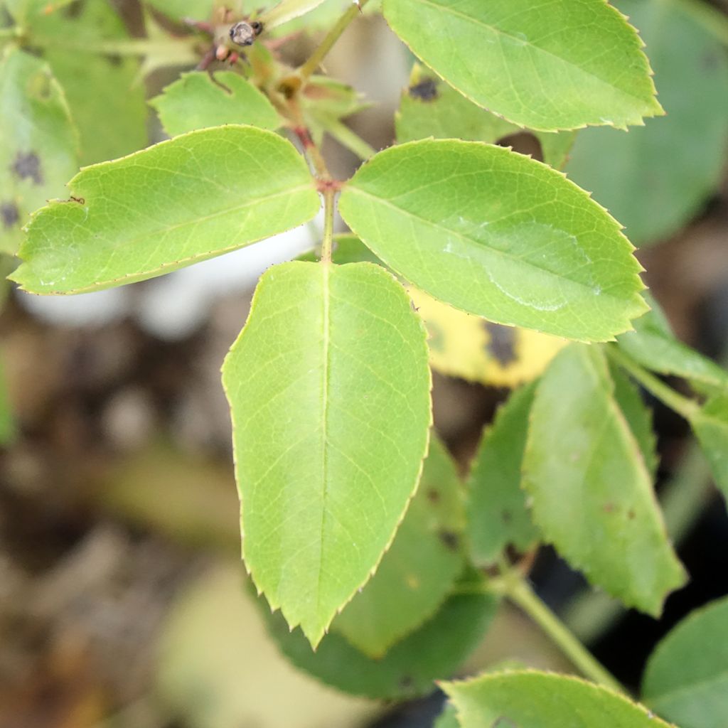 Rosa Belle du Seigneur - Grootbloemige roos