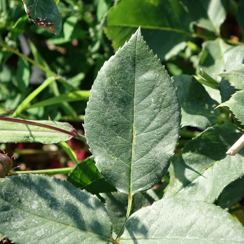Rosa Black Perfumella - Grootbloemige roos