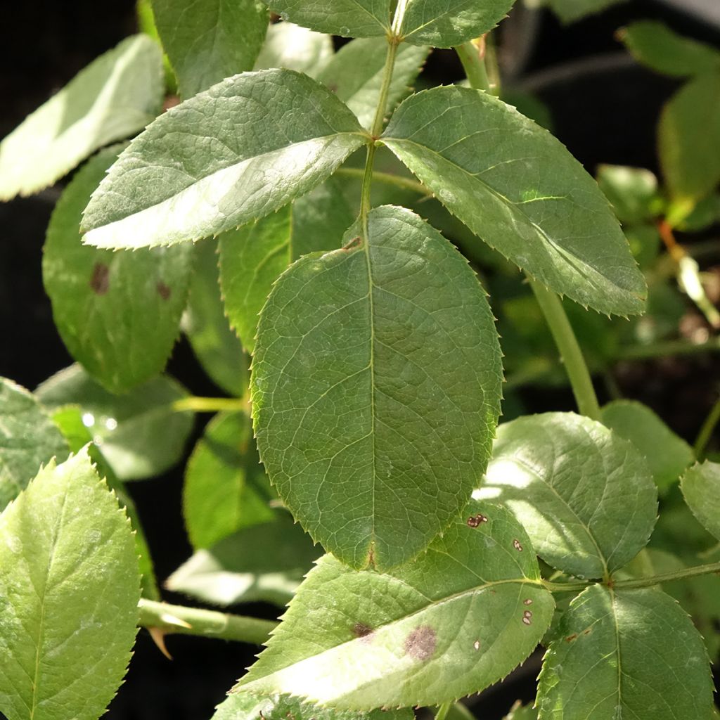 Rosa Blue River - Grootbloemige roos