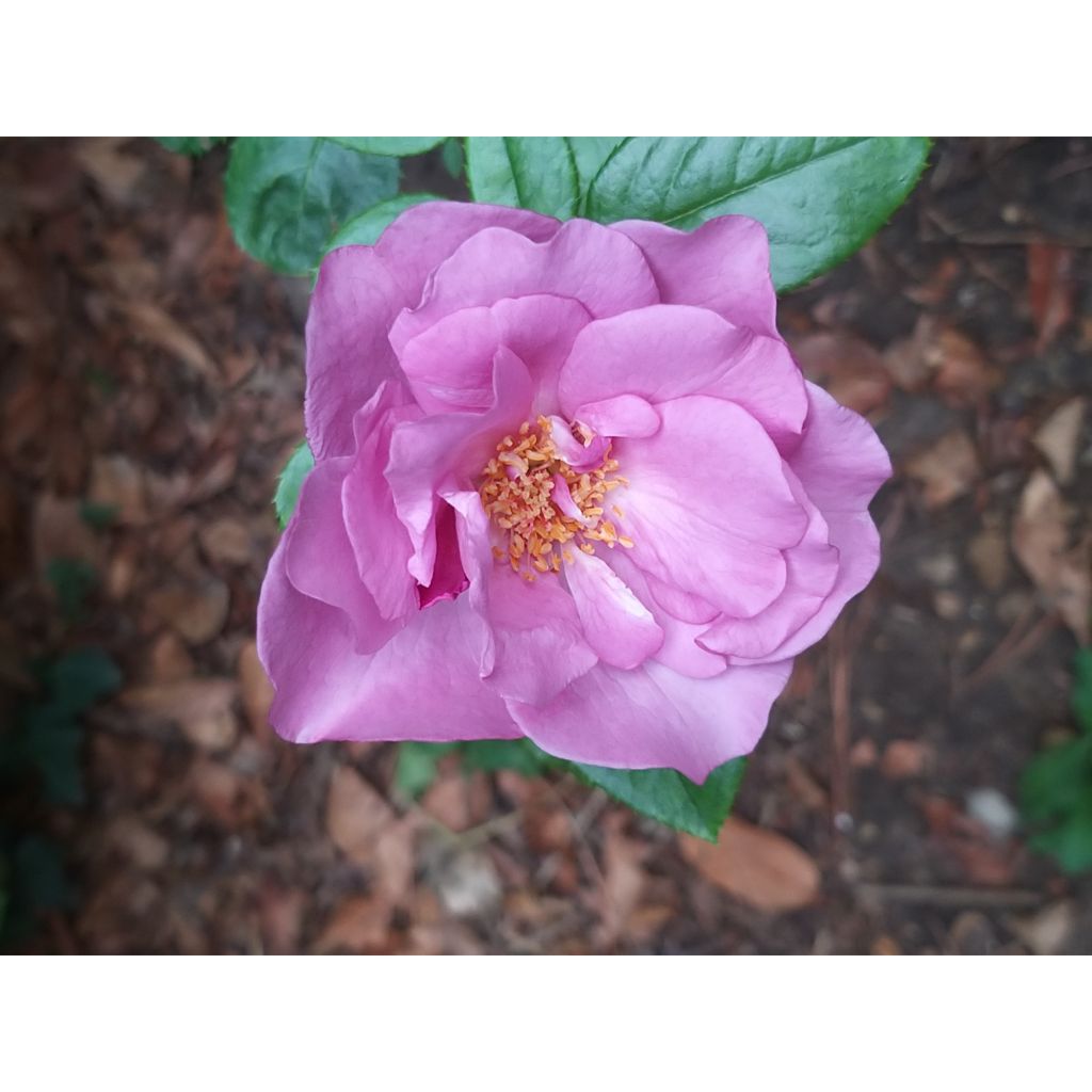 Rosa Aigle de Meaux - Grootbloemige roos