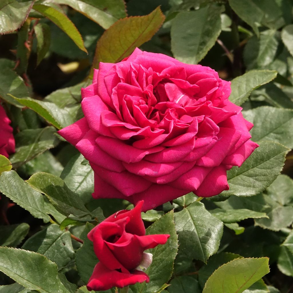 Rosa Charlotte Rampling - Grootbloemige roos
