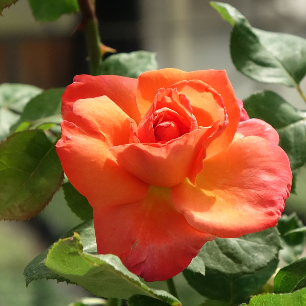 Rosa Christophe Colomb - Grootbloemige roos