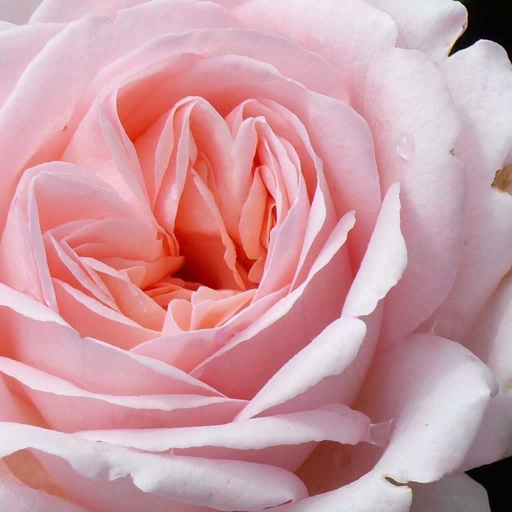 Rosa Clair Renaissance - Grootbloemige roos