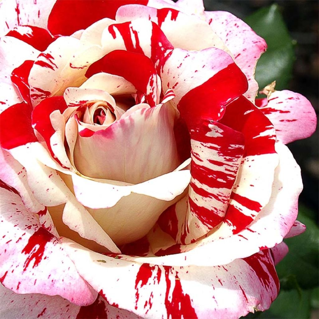 Rosa Rock and Roll - Grootbloemige roos