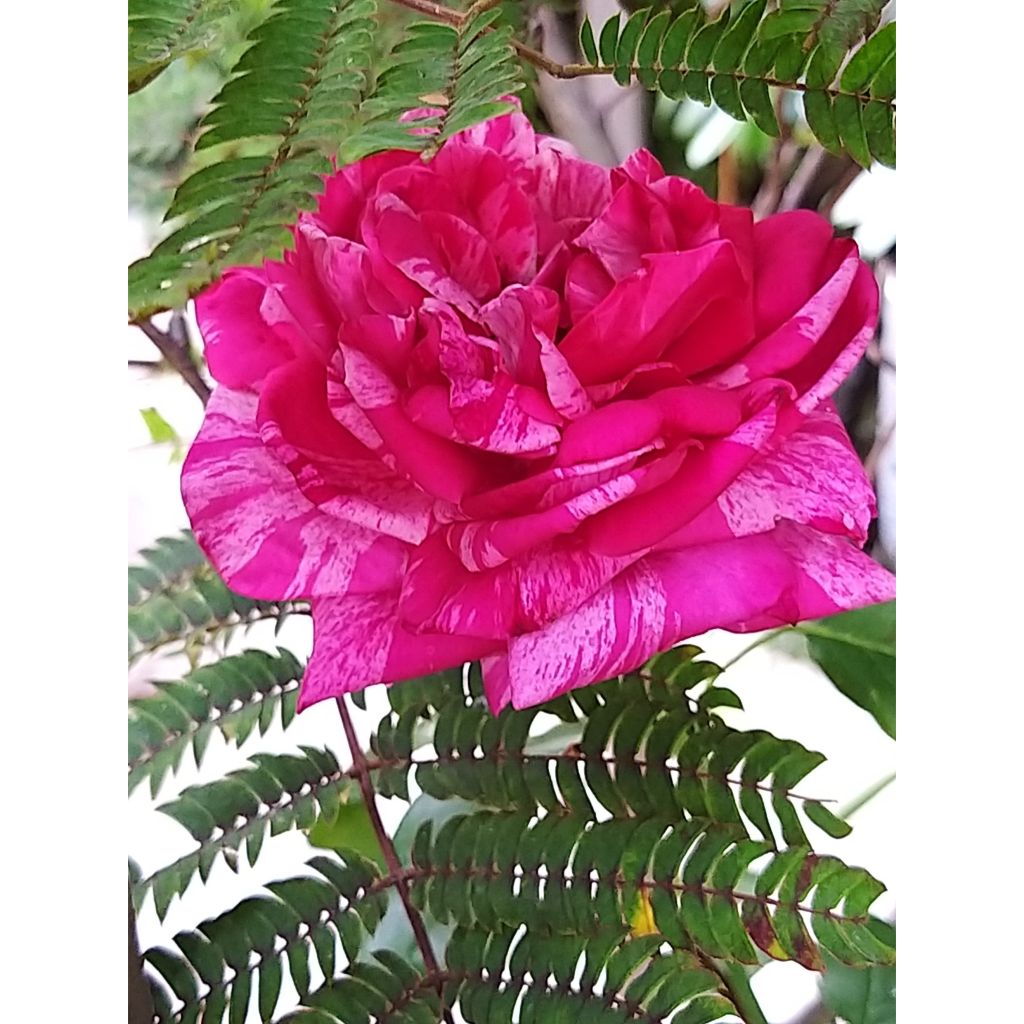 Rosa Crazy Fashion - Grootbloemige roos