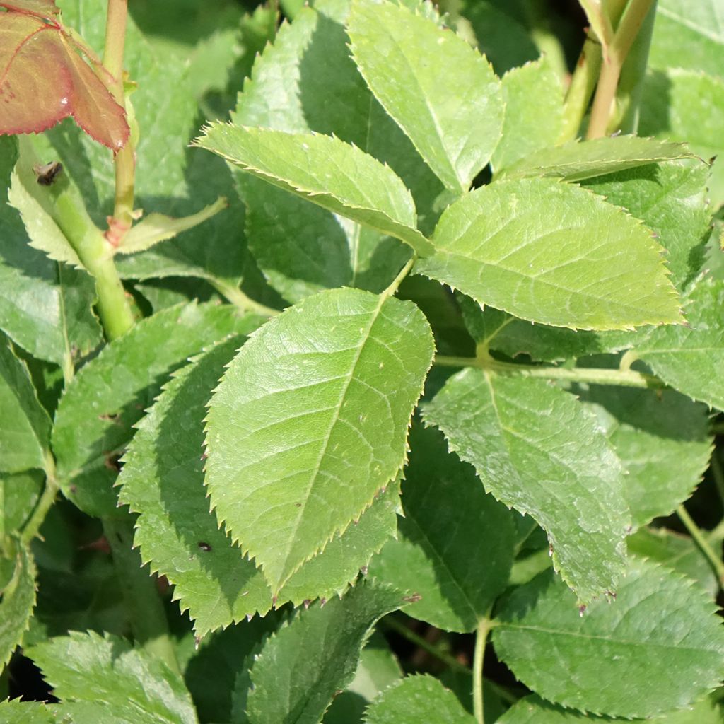 Rosa Crémet d'Anjou - Trosroos