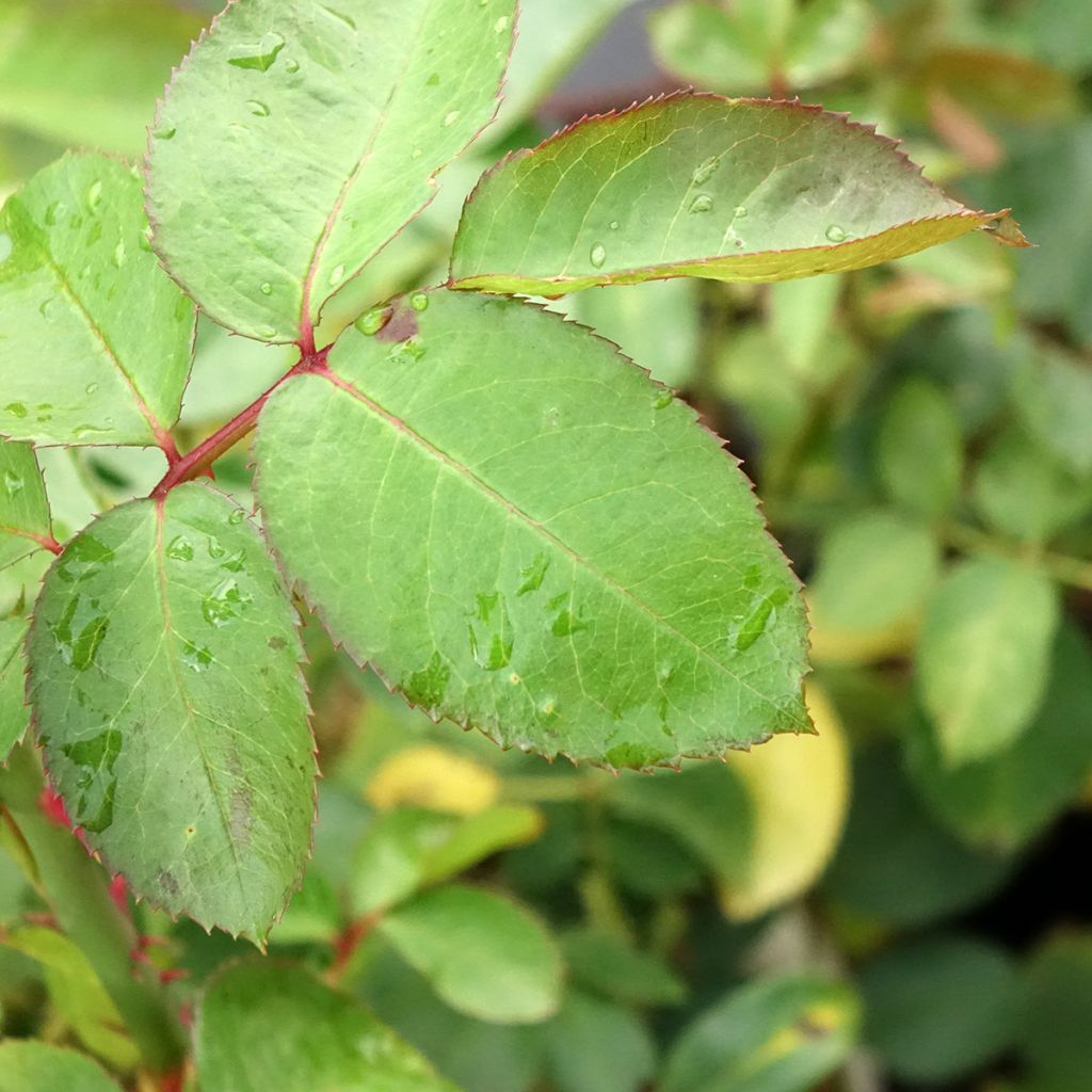 Rosa Criterion - Grootbloemige roos