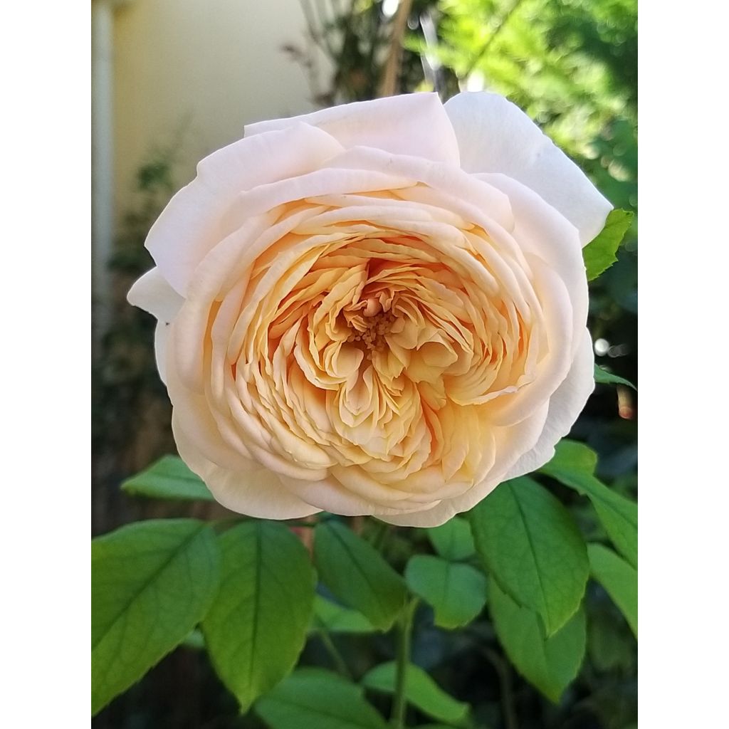 Rosa Domaine de Chantilly - Grootbloemige roos