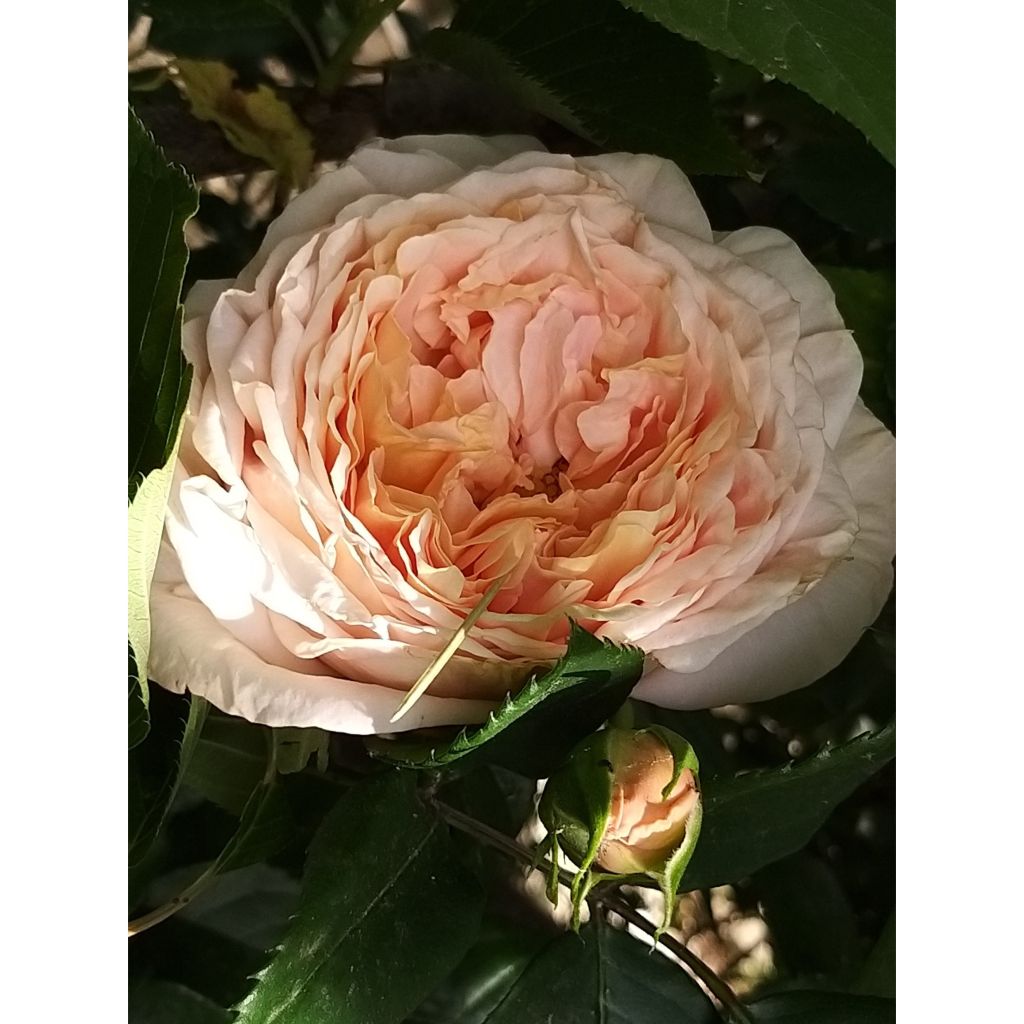 Rosa Domaine de Chantilly - Grootbloemige roos