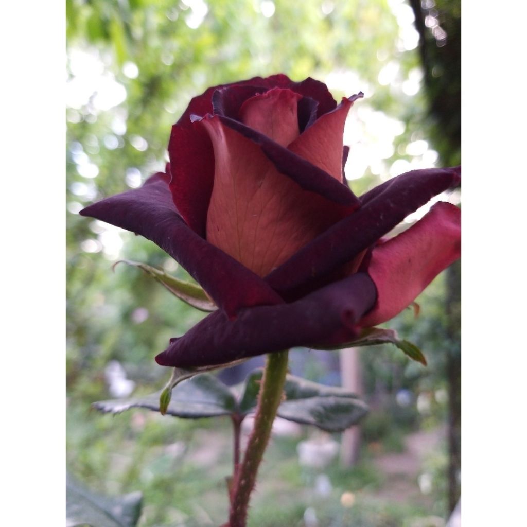 Rosa Black Gold - Grootbloemige roos