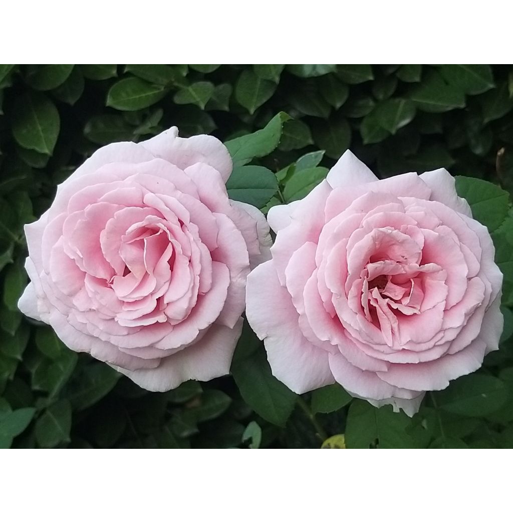 Rosa Frederic Mistral - Grootbloemige roos
