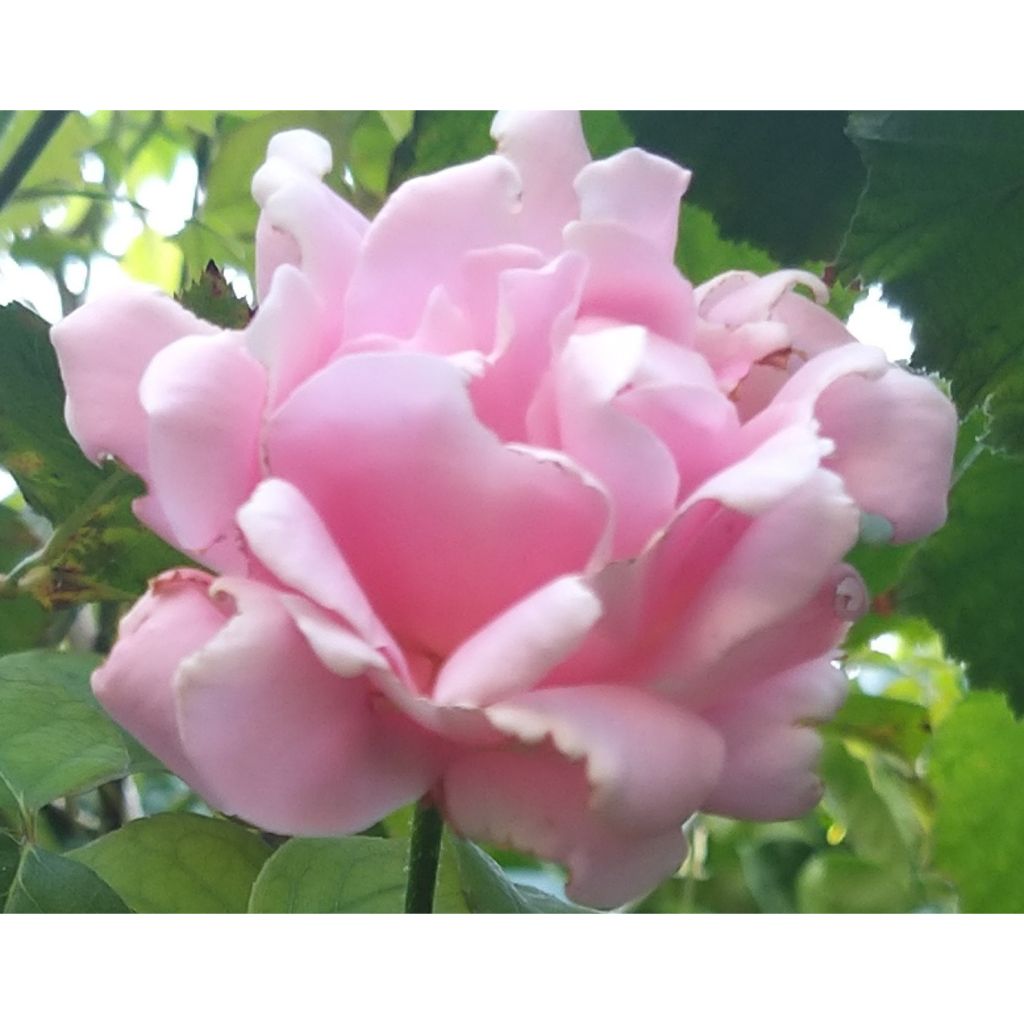 Rosa Frederic Mistral - Grootbloemige roos