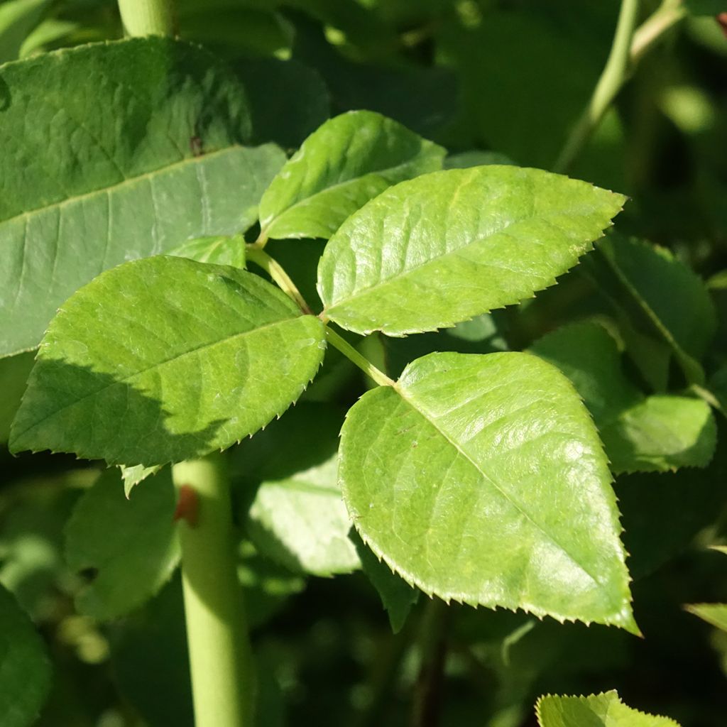 Rosa Goldfinger - Grootbloemige roos