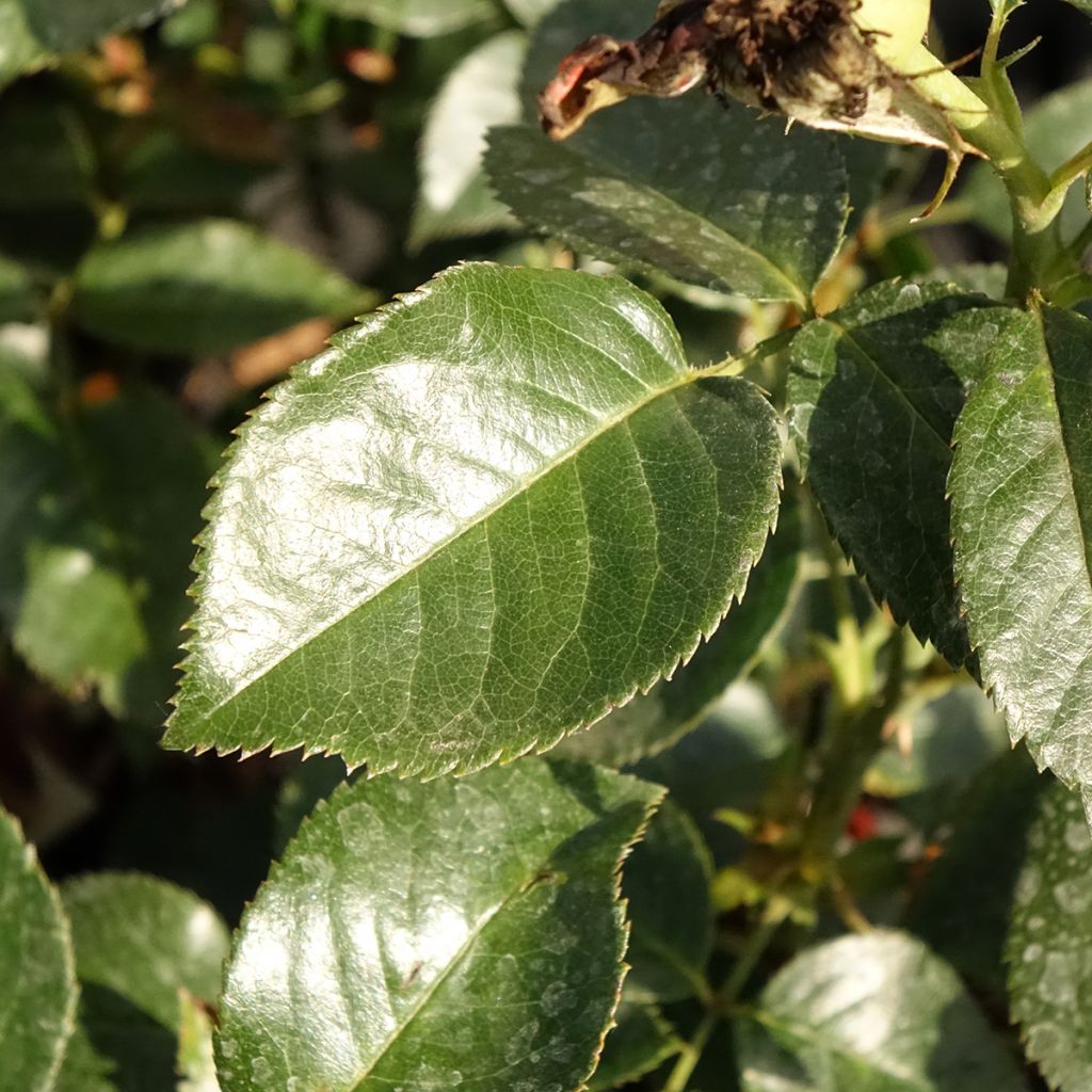 Rosa Grande Classe - Grootbloemige roos