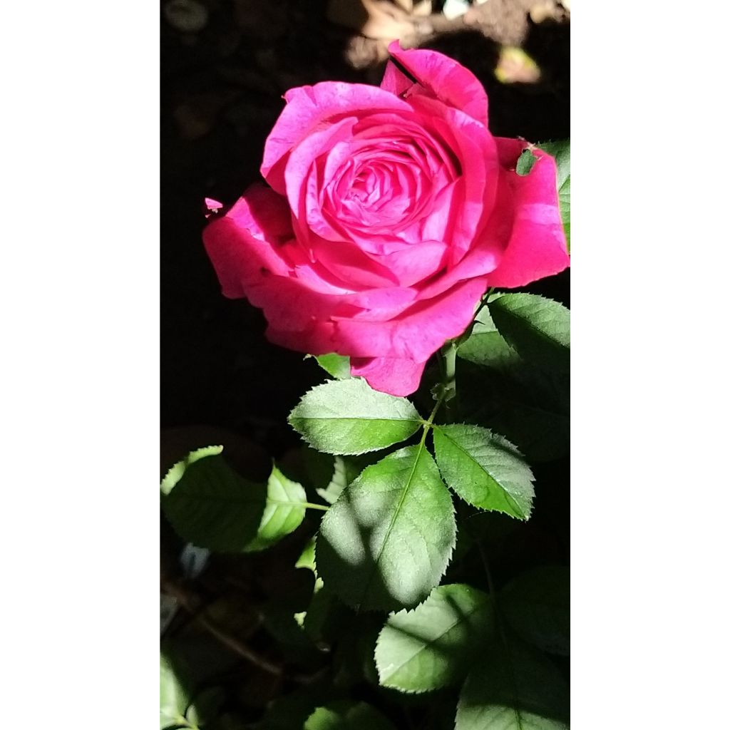 Rosa Guillaume Gomez - Grootbloemige roos