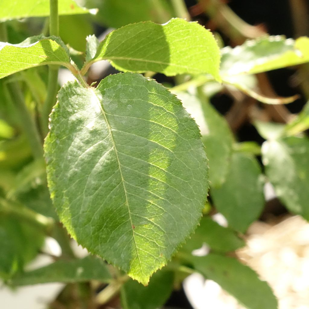 Rosa Guillaume Gomez - Grootbloemige roos