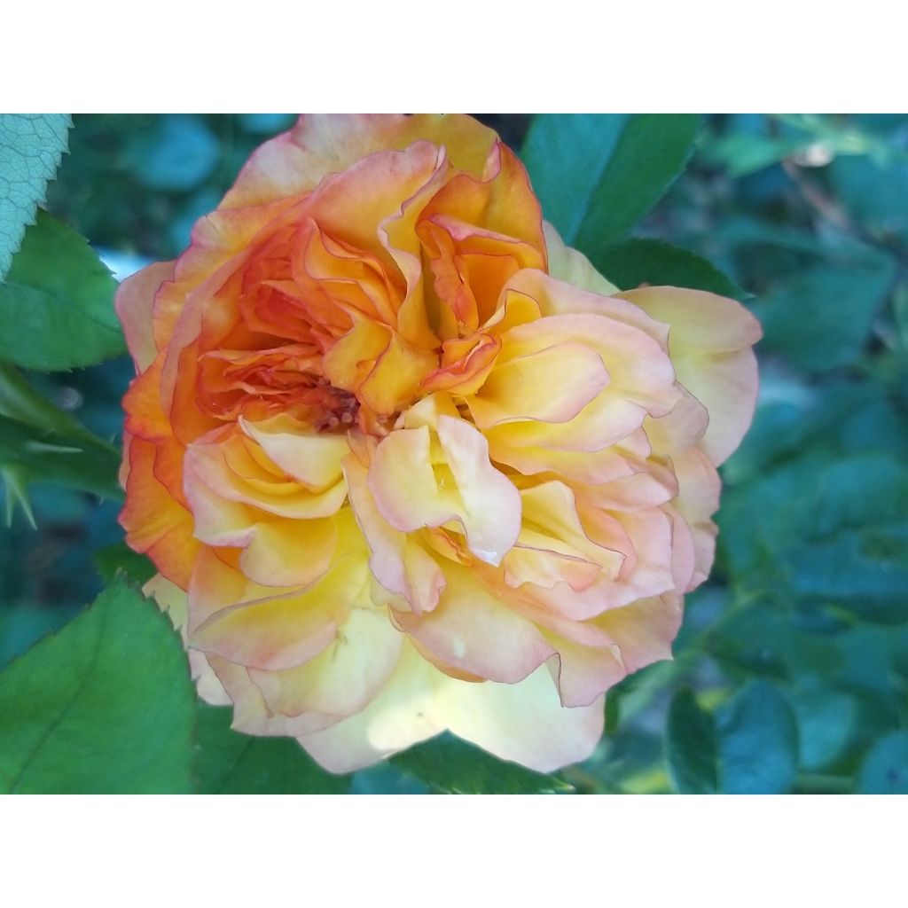 Rosa Henri Delbard - Grootbloemige roos