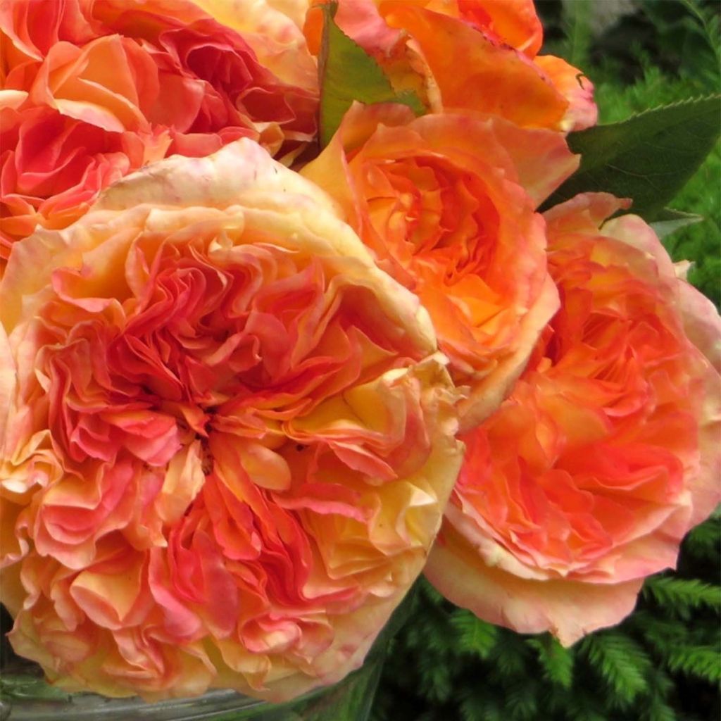 Rosa Henri Delbard - Grootbloemige roos