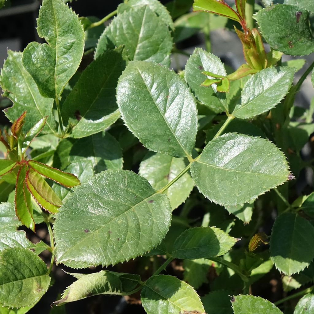 Rosa Holiday Island Key Largo - Grootbloemige roos