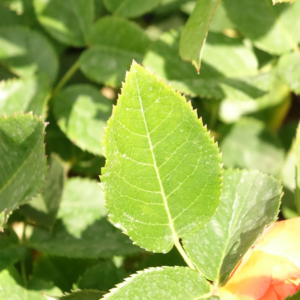 Rosa Holiday Island Ibiza - Grootbloemige roos