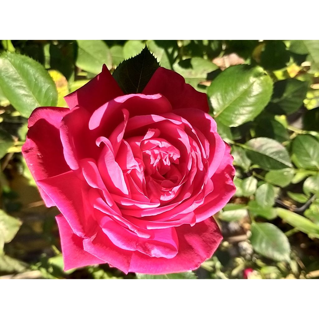 Rosa Jingle Bells - Grootbloemige roos