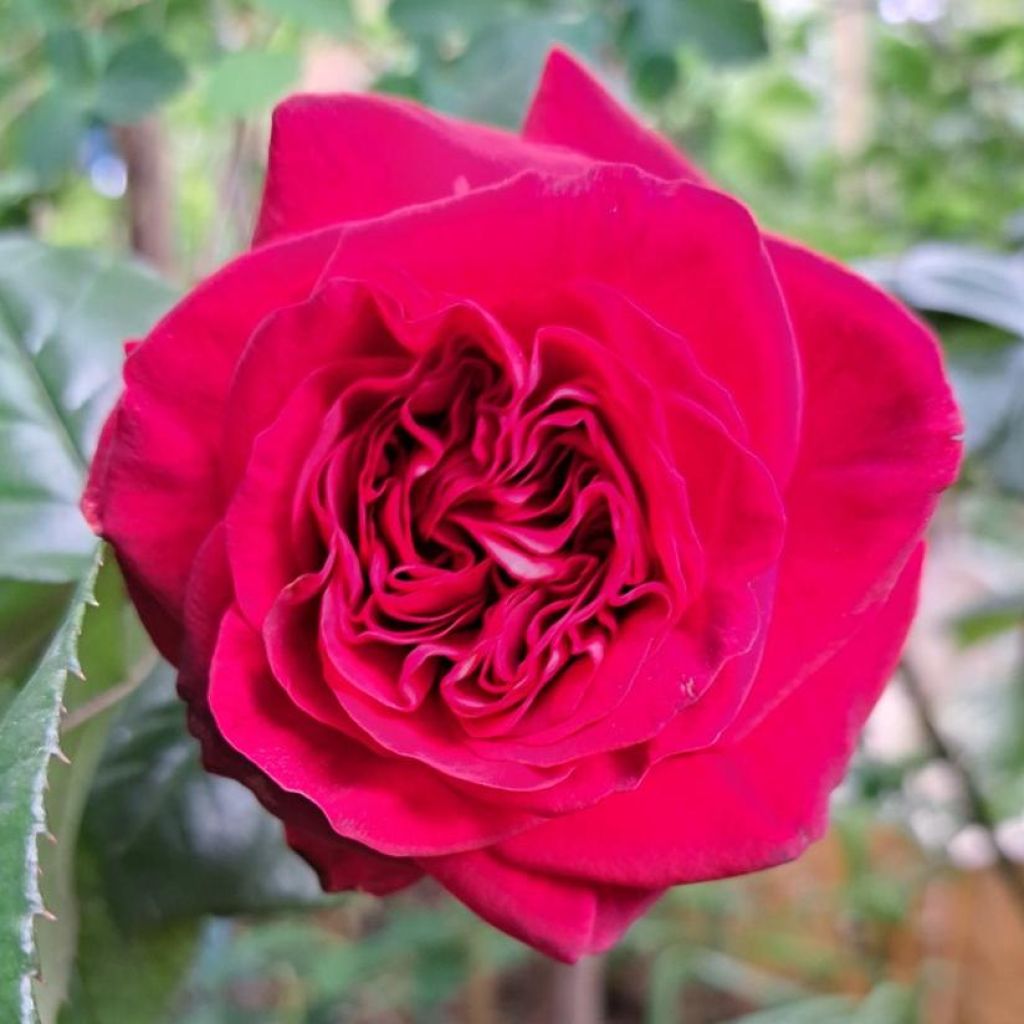 Rosa La Rose Monsieur - Grootbloemige roos