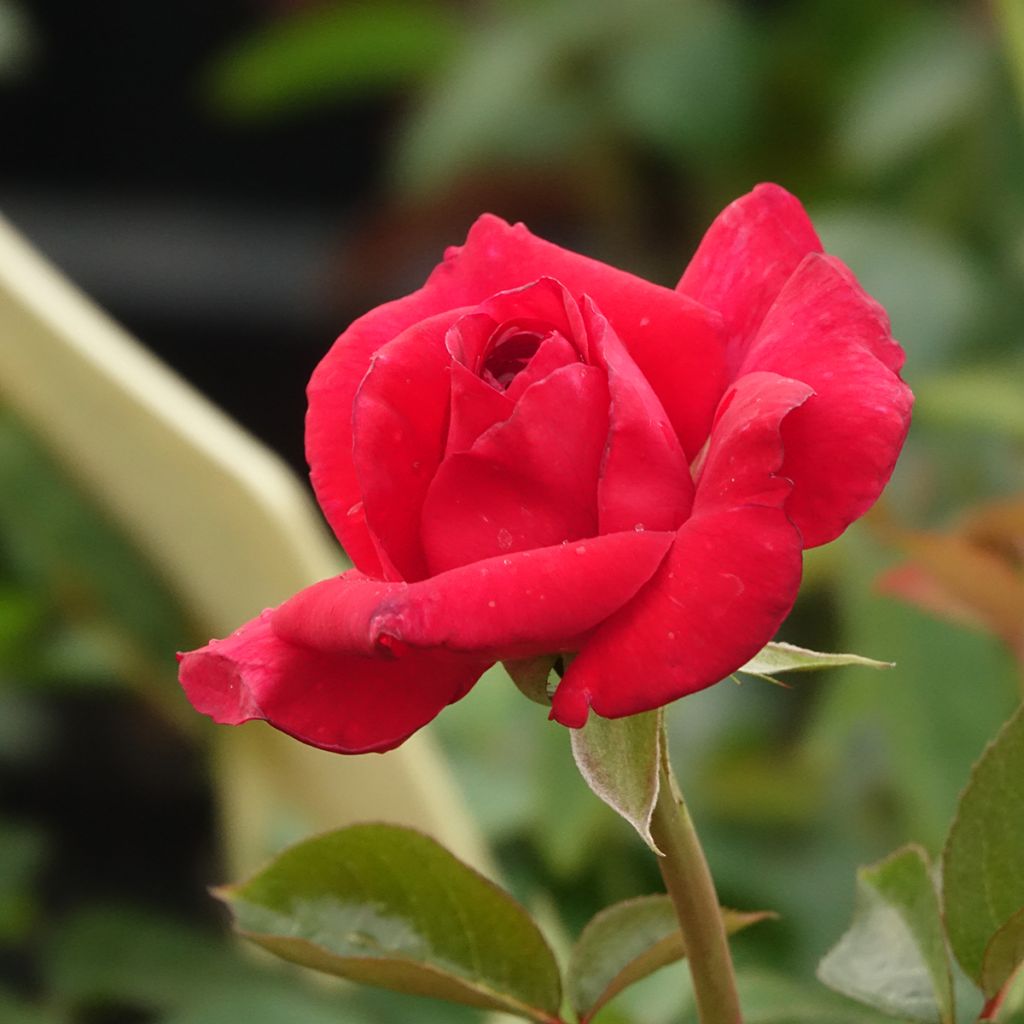 Rosa La Rose Monsieur - Grootbloemige roos