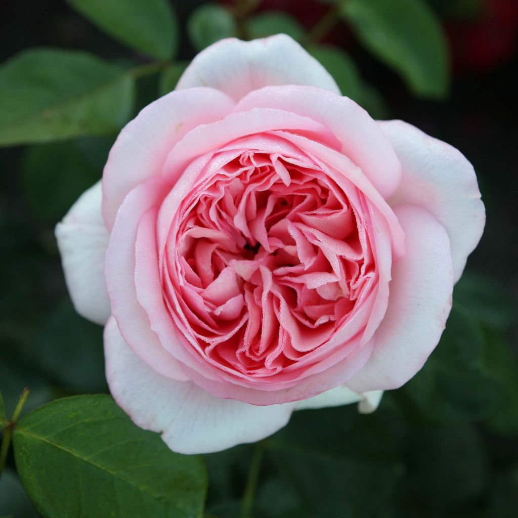 Rosa Voyage - Grootbloemige roos