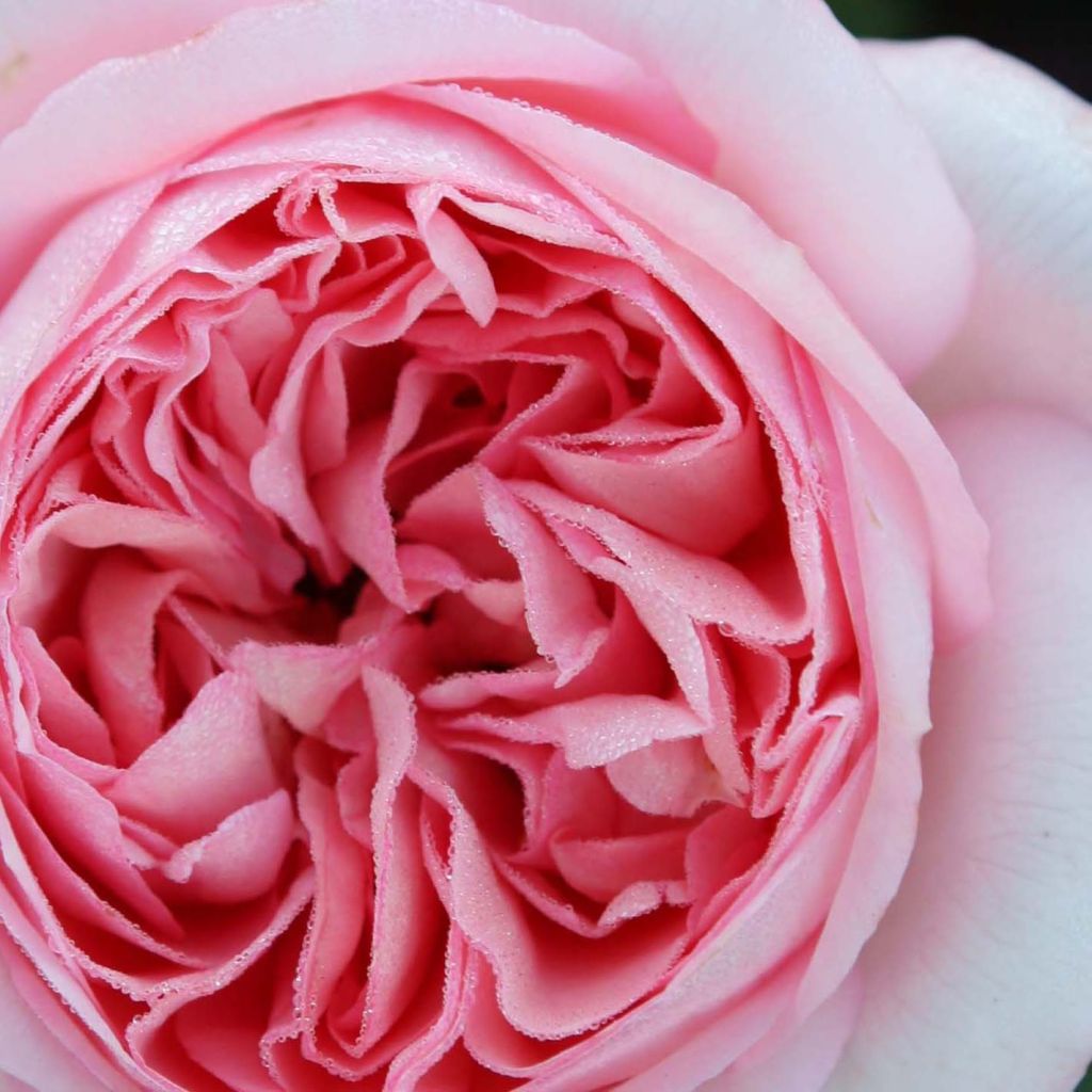 Rosa Voyage - Grootbloemige roos