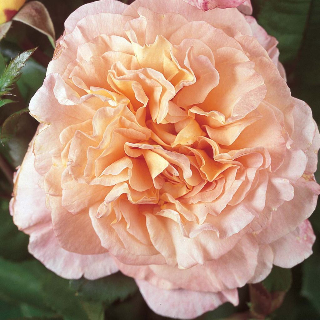 Rosa Augusta Fox Trot Tangust - Grootbloemige roos