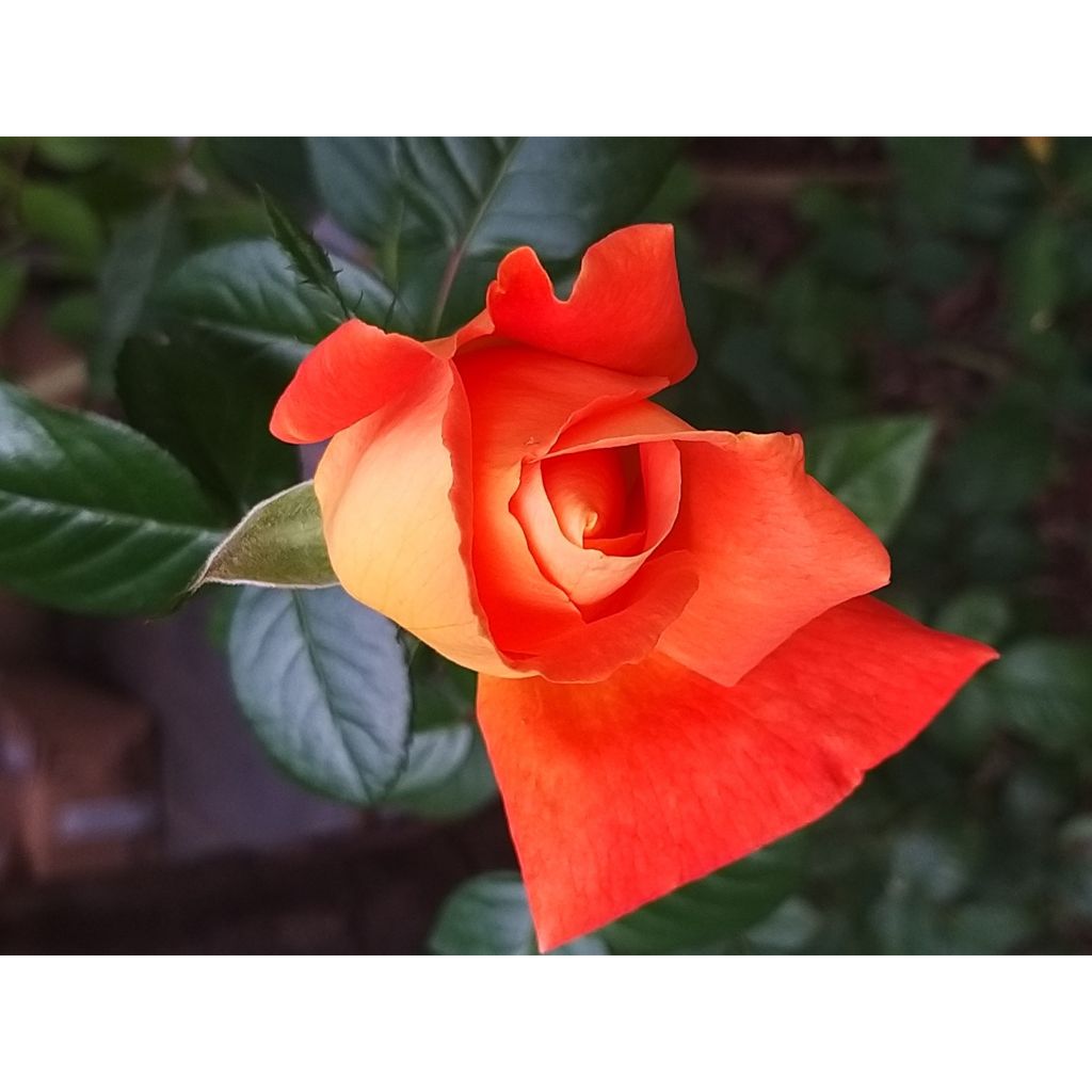 Rosa Louis de Funès - Grootbloemige roos