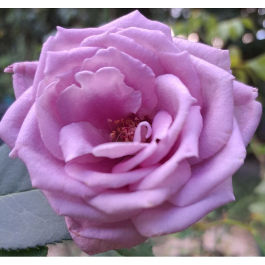 Rosa Mamy Blue - Grootbloemige roos