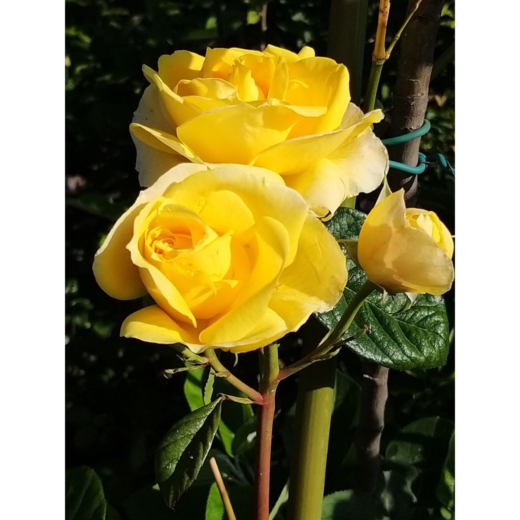 Rosa Michelangelo - Grootbloemige roos