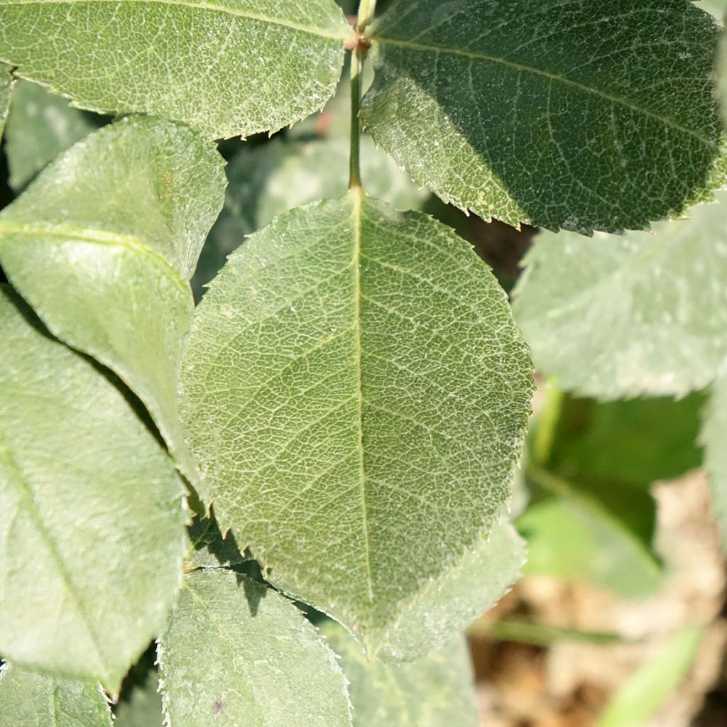 Rosa Mister Lincoln - Grootbloemige roos