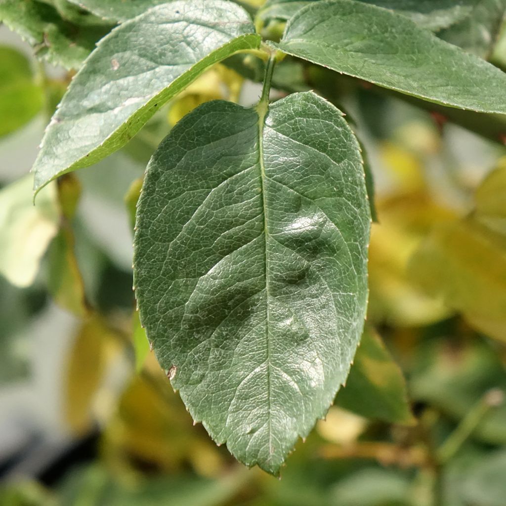 Rosa Peace - Grootbloemige roos