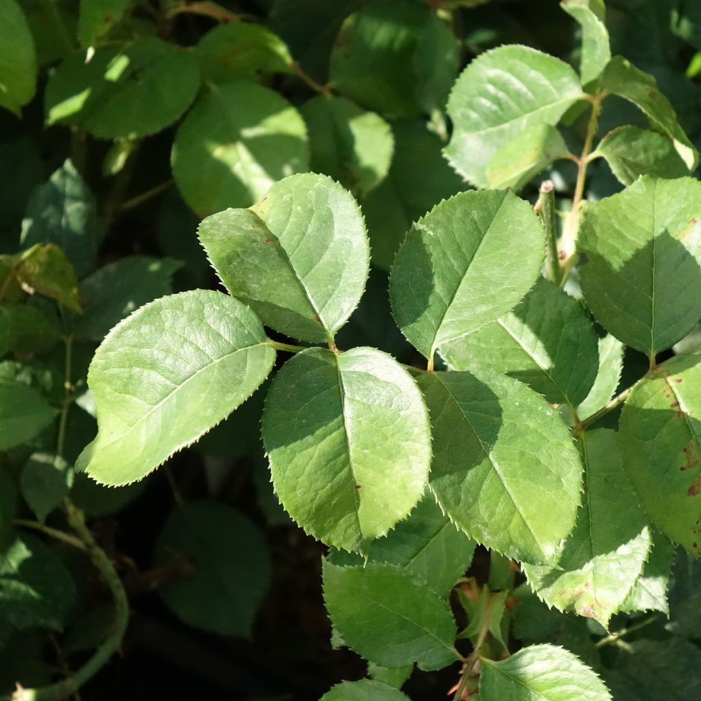 Rosa Niharika - Grootbloemige roos