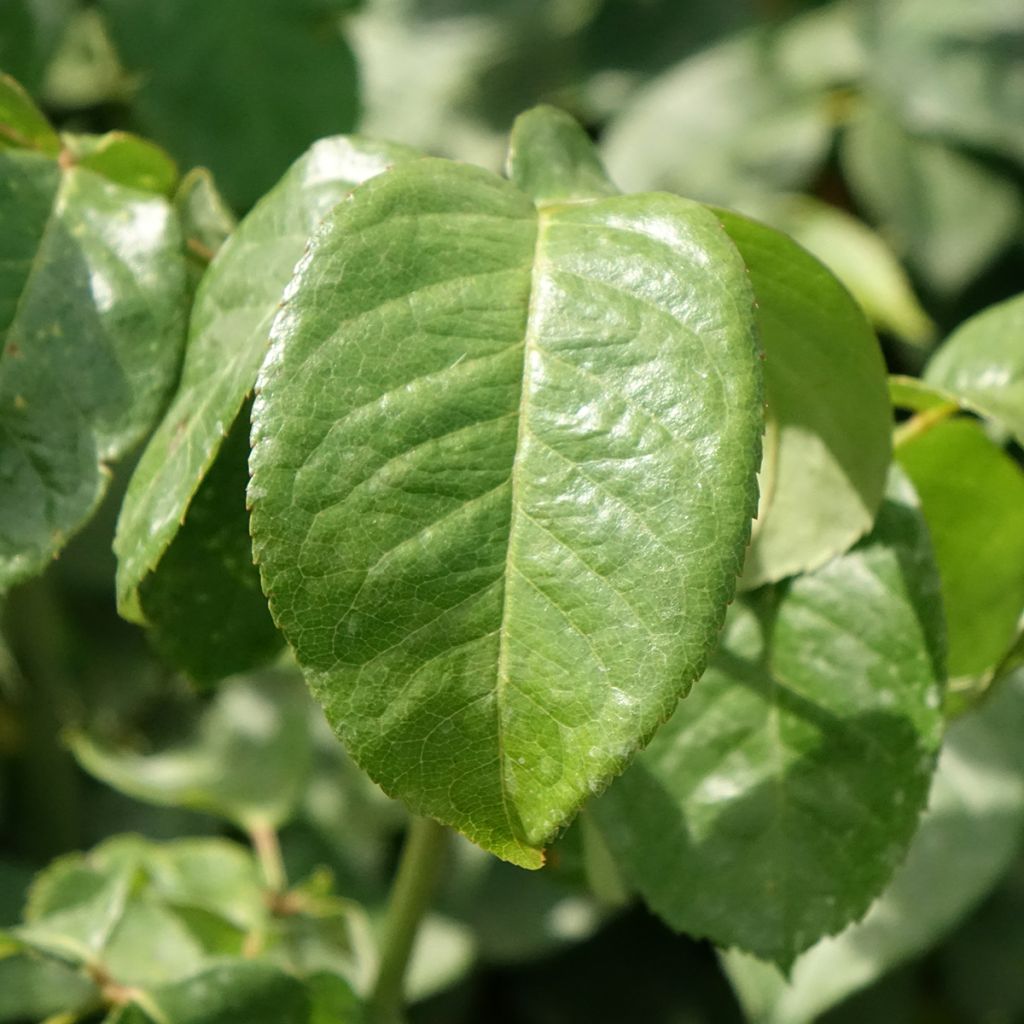 Rosa Pullman Orient Express - Grootbloemige roos