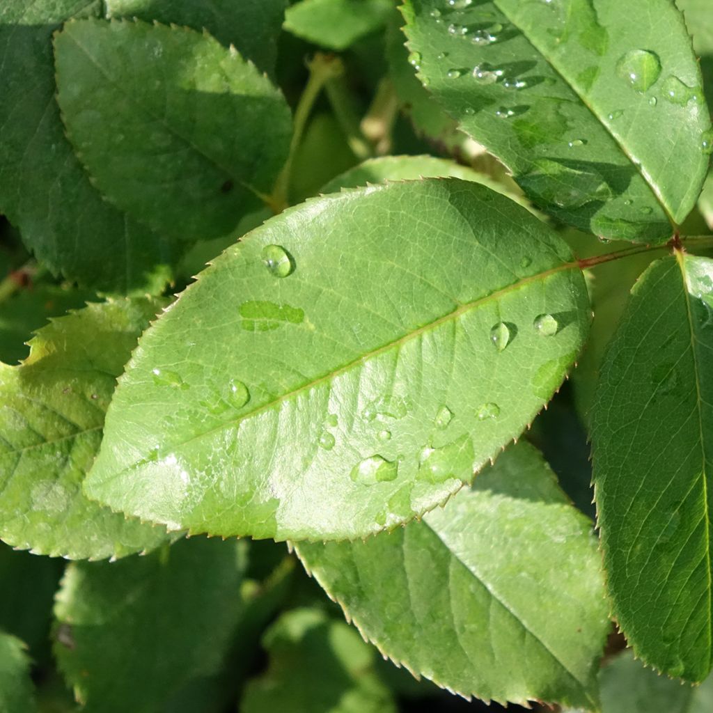 Rosa Parfum de Liberté - Grootbloemige roos