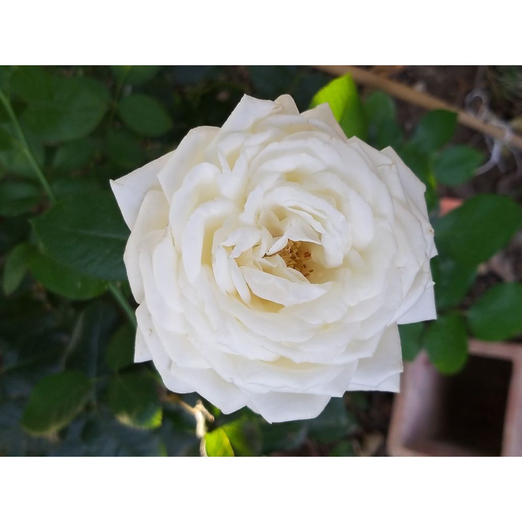 Rosa Roger Whittaker - Grootbloemige roos