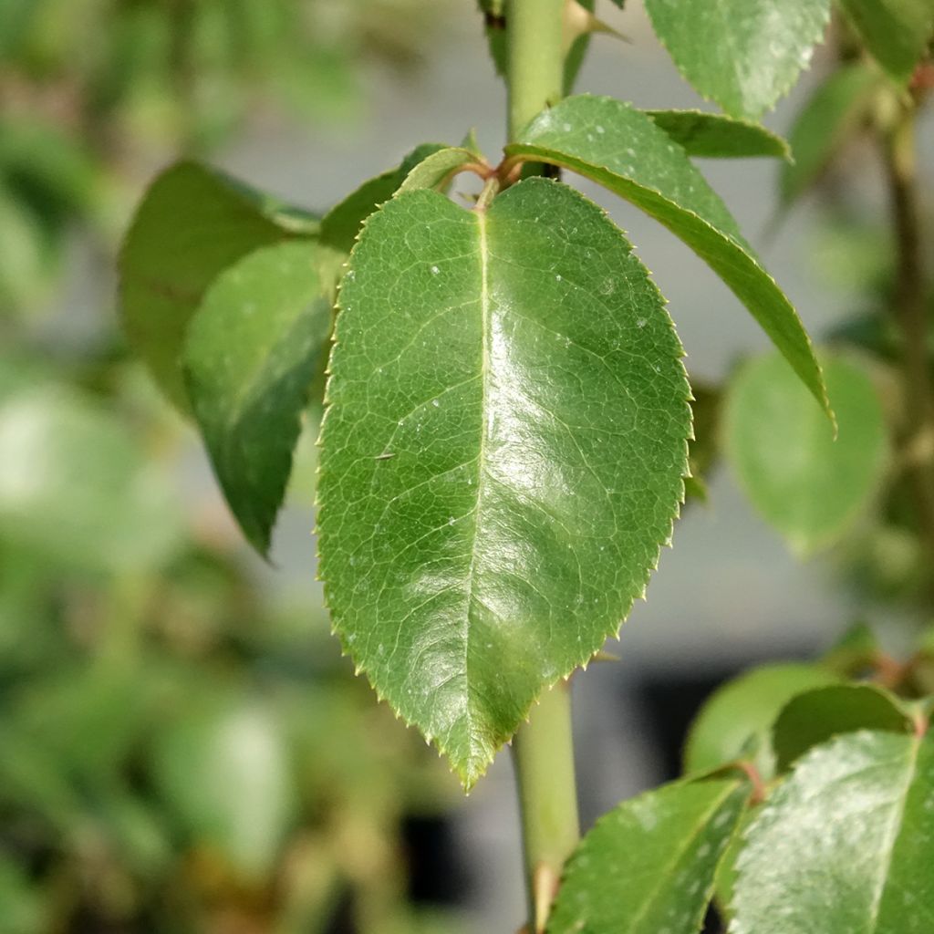 Rosa Roger Whittaker - Grootbloemige roos