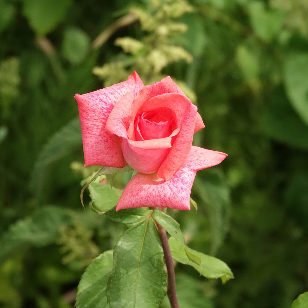Rosa Pierre Cardin - Grootbloemige roos